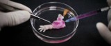 Naukowcy wyhodowali w laboratorium kończyny szczurów. W przyszłości chcą odtwarzać ludzkie kończyny