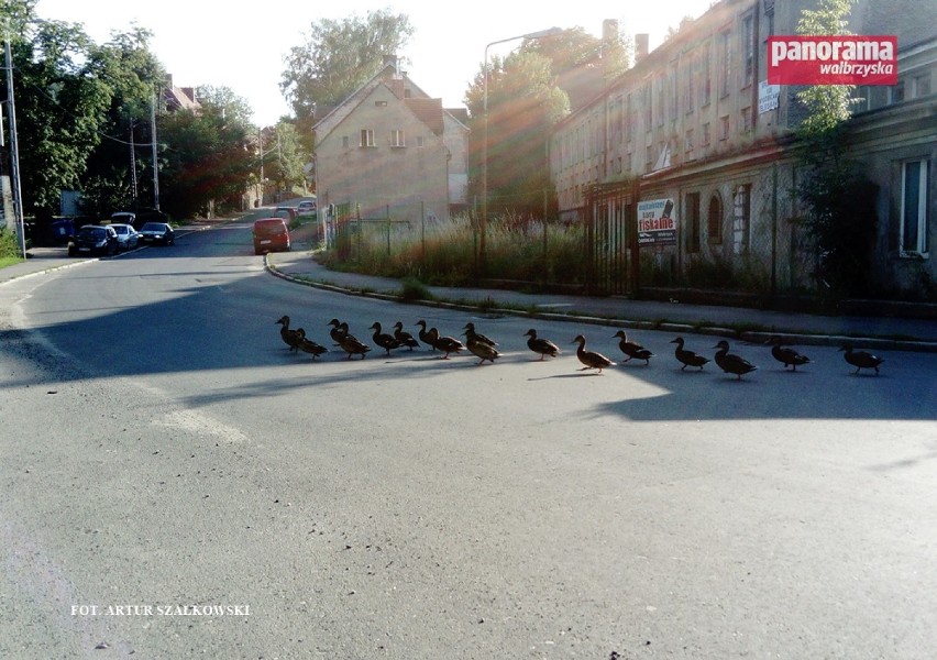 Jeśli przejeżdżacie ul. Batorego w Wałbrzychu, to uważajcie...