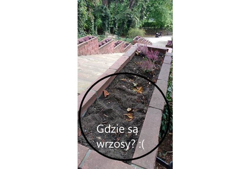 Złodzieje zieleni w Warszawie. Ogrodnicy informują o pladze...