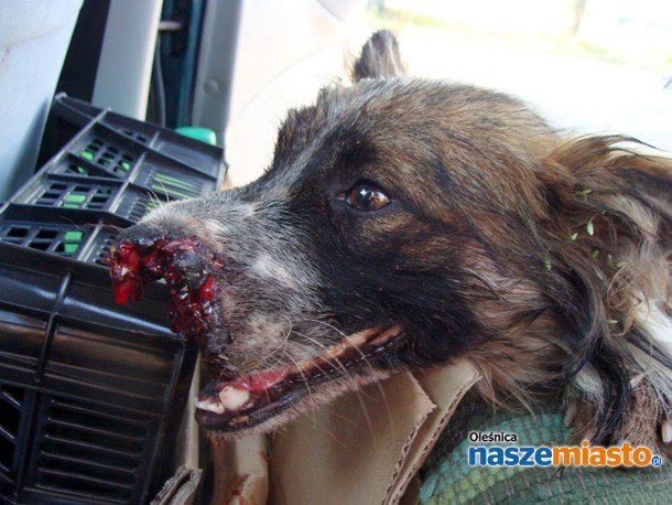 Brutalnie postrzelony pies (drastyczne zdjęcia)