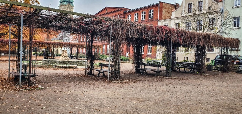 Leszno. Plac Jana Metziga w jesiennej odsłonie. 150-letni dąb Bolek prezentuje się pięknie w złotej oprawie [ZDJĘCIA]