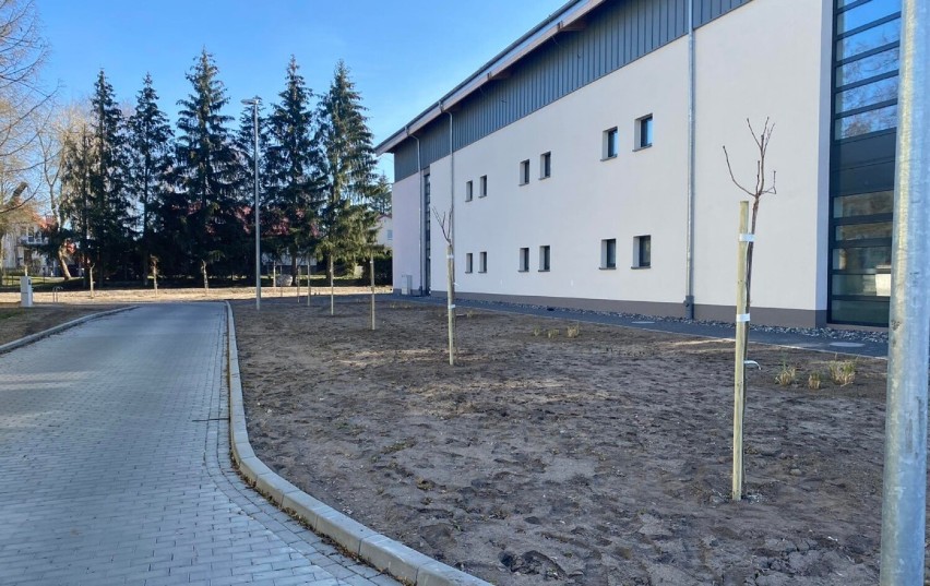 Wielkie sadzenie drzew i krzewów przy szkołach średnich w Szczecinku [zdjęcia]