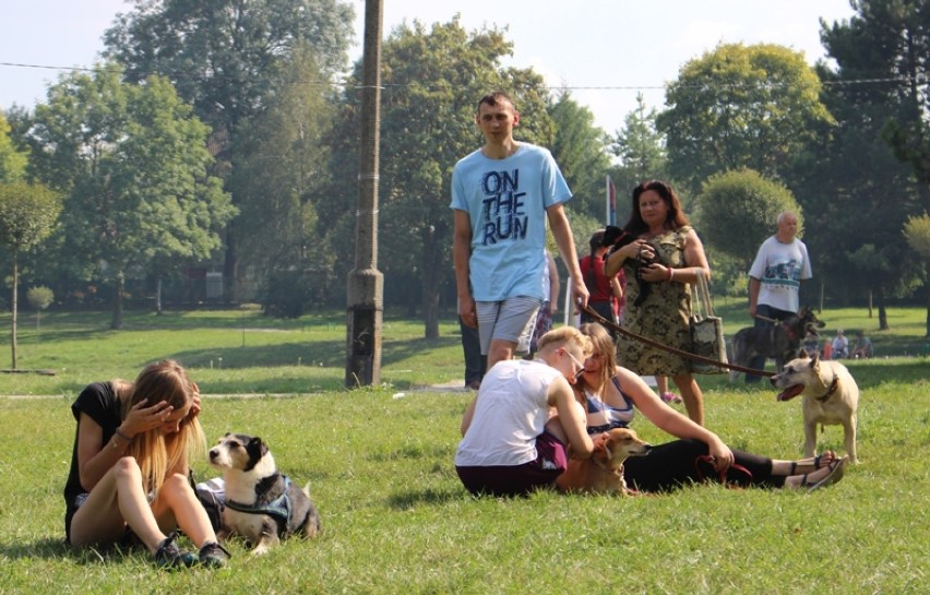 Dzień Zwierzaka w Chełmie: czworonogi świętowały w parku