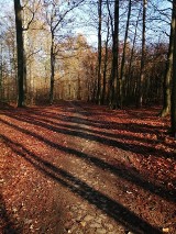 Lasy w okolicach Żar i Żagania. W weekend trzeba koniecznie się wybrać w miejsca, sfotografowane przez Czytelników