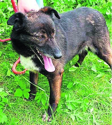 Czteroletnia Bella już prawie trzy lata czeka na kochający dom. Jest bardzo łagodna wobec ludzi oraz innych psów. Ładnie też chodzi na smyczy. Kontakt: Edyta. 600-220-882