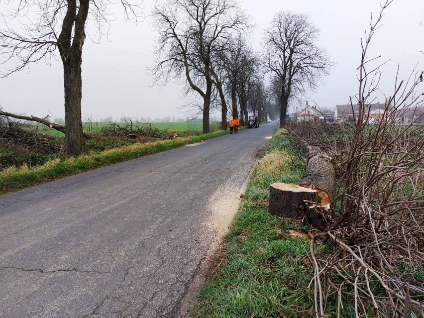 Znikają drzewa na trasie Osieczna - Goniembice. Ma to związek z przebudową drogi  w powiecie leszczyńskim ZDJĘCIA