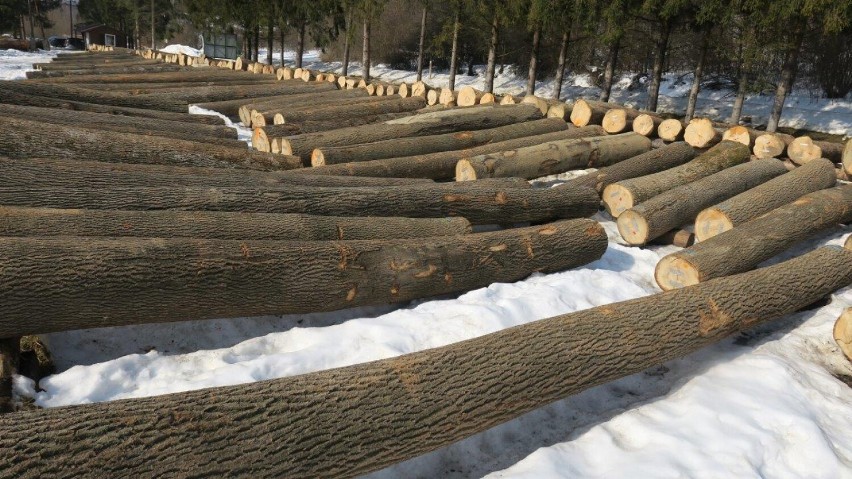 Submisja Drewna Cennego na terenie Regionalnej Dyrekcji Lasów Państwowych w Krośnie rozstrzygnięta. Sprzedały się wszystkie kłody [ZDJĘCIA]