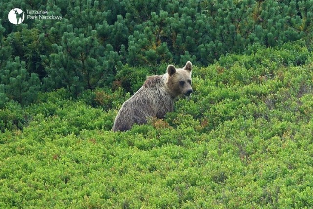 Przyrodnicy szukają niedźwiedzia, który pogonił turystów w Dolinie Jaworzynki. Obawiają się, że zwierzę może powtarzać swoje zachowanie