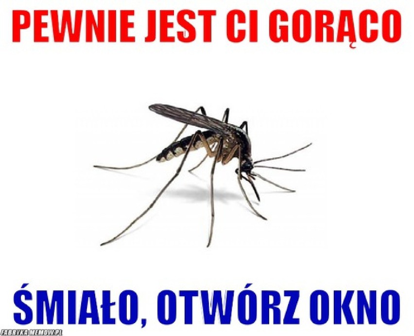 Najzabawniejsze memy o upałach