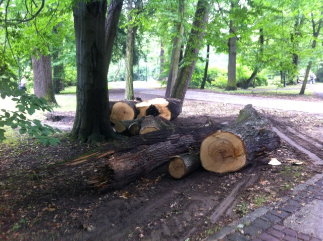 Park pszczyński, trzy tygodnie przed świętem miasta