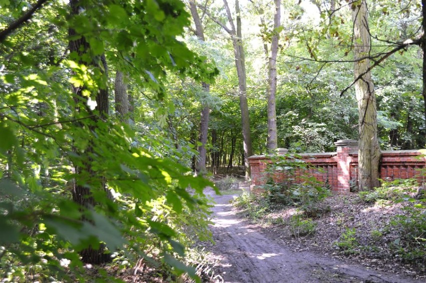 KOŚCIAN. Park miejski im. Kajetana Morawskiego przed rewitalizacją. Pamiętacie jeszcze kościański park w wersji "na dziko"? [ZDJĘCIA] 