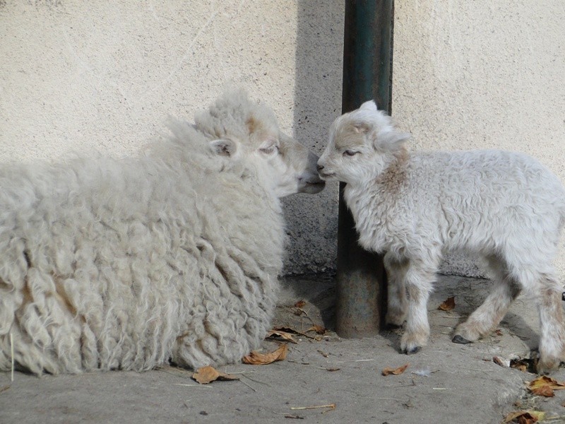 Poznań: Kolejne narodziny w Starym Zoo - na świat przyszły owieczki bretońskie [ZDJĘCIA]