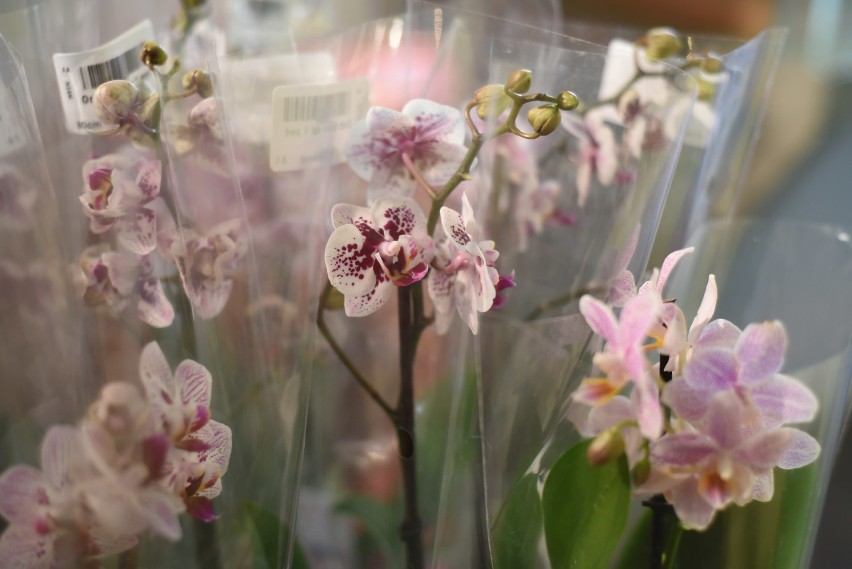 Wystawa orchidei 2015 rozpoczęta. Potrwa do niedzieli [ZDJĘCIA]