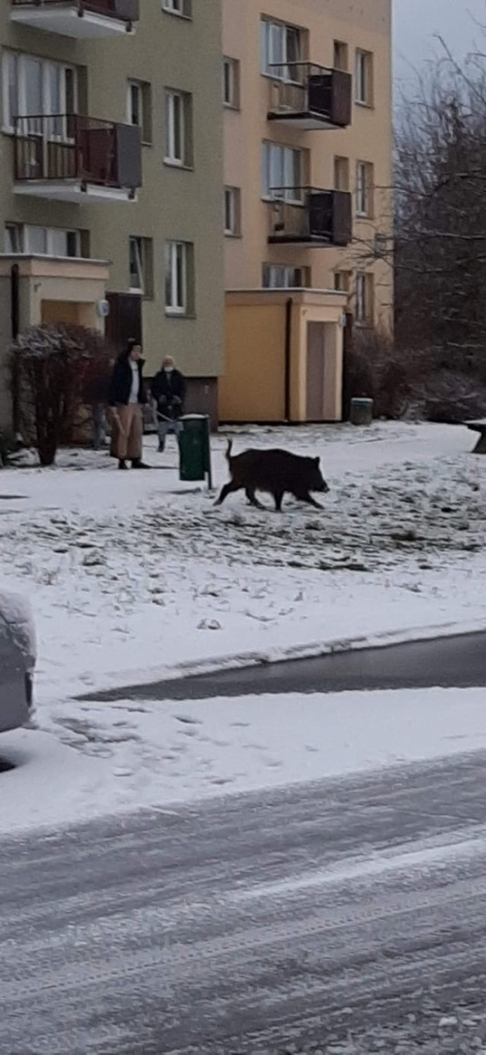 Kandydatura dzików z Jeziorka Słonecznego do honorowego...