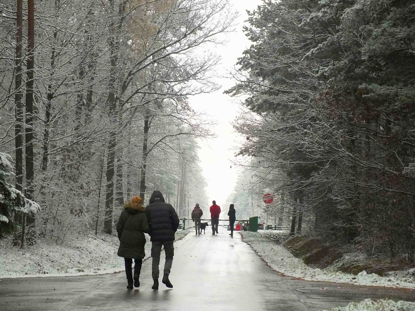 Starachowickie lasy zasypane śniegiem. Ludzie masowo ruszyli na spacery [ZDJĘCIA]