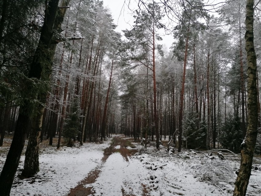 Gostyń. Przymrozki, silne wiatry i śnieżyca - z takim utrudnieniami zmagamy się wiosną. Atak zimy w kwietniu [ZDJĘCIA]