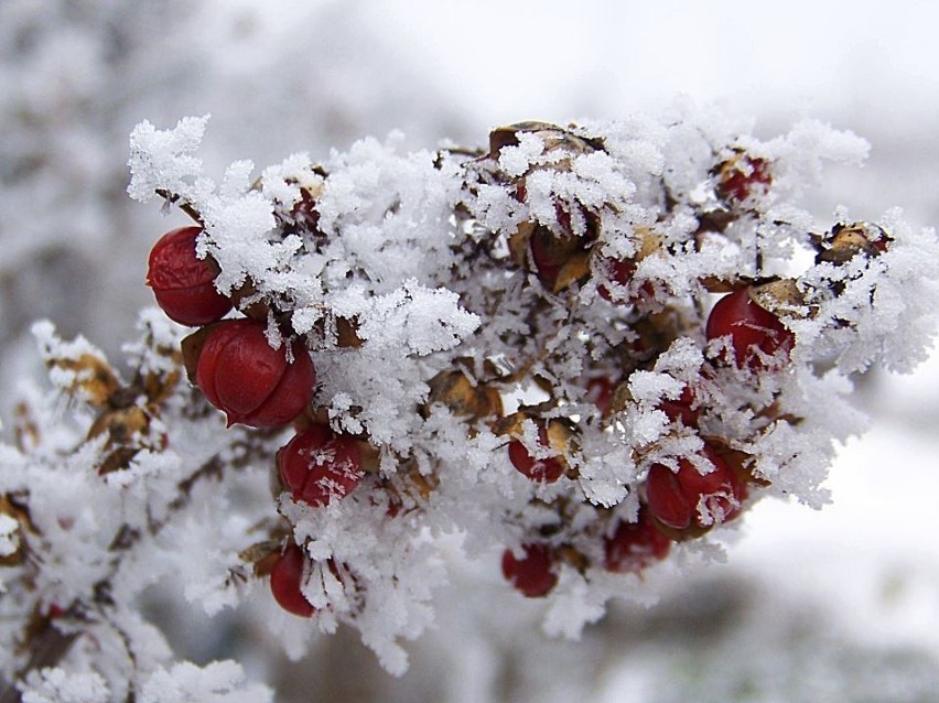 Przyroda zimą jest równie piękna jak w innych porach roku....