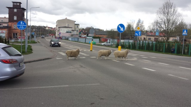 W centrum Bytowa pasły się owce. W kadrze uwiecznił je uczeń wracający ze szkoły