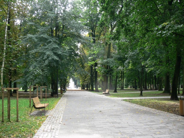 Trwa płoszenie gawronów w Parku Miejskim w Sandomierzu. Odgłosy drapieżnych ptaków słychać w koronie drzew.