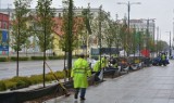 Olsztyn: Tramwajowa rewolucja: Drzewa i byliny w sercu miasta