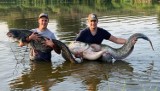 50-kilogramowe „potwory” wyłowione z Warty przez dwóch mieszkańców Wielkopolski. Zobacz zdjęcia wyjątkowych okazów