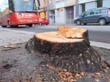Kolejne drzewa znikają z opolskich ulic 
