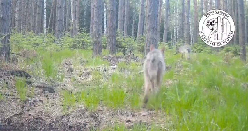 Wilki wróciły do Borów Dolnośląskich i można je oglądać na fotopułapkach