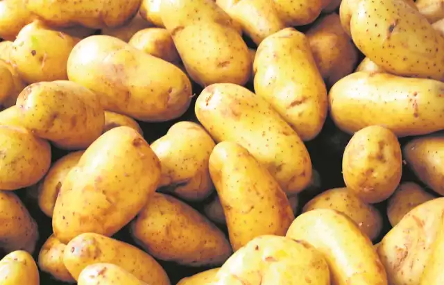 Młode ziemniaki. Rolnicy są zaniepokojeni ich importem