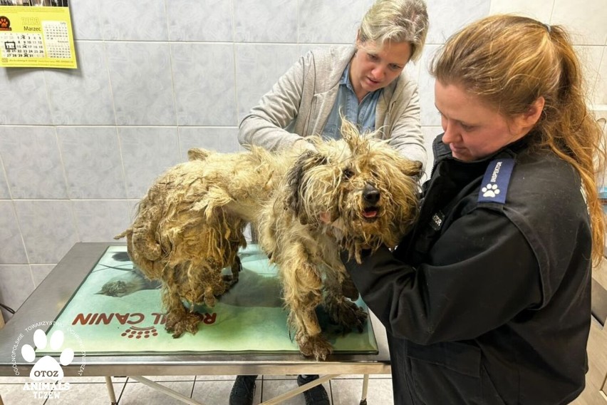 Tczewscy Animalsi brali udział w interwencji na terenie gminy Stary Targ. Powodem stan do jakiego doprowadzono te psy!