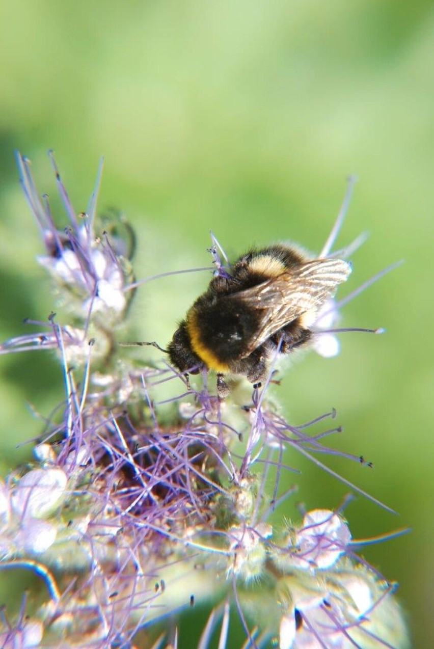 Dziś w Polsce obchodzony jest Wielki Dzień Pszczół