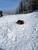 Tatry: Na Myślenickich Turniach znaleziono wystraszonego psa. Gdy zjechał kolejką na dół... uciekł