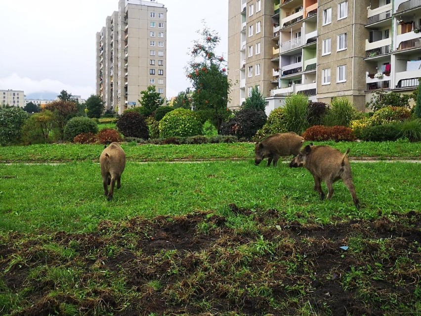 Poranny spacer rodziny dzików na Podzamczu w Wałbrzychu