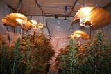 KRÓTKO: Policjanci z Katowic zatrzymali plantatora, który w swoim garażu hodował marihuanę