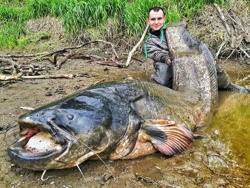 Niektóre sumy wyłowione z Odry mają ponad dwa metry długości...