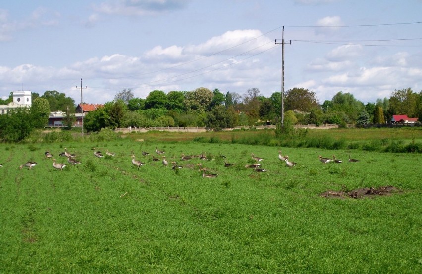 Ścieżka rowerowa Zbąszyń - Nowa Wieś Zbąska - Zbąszyń 17 maja 2020