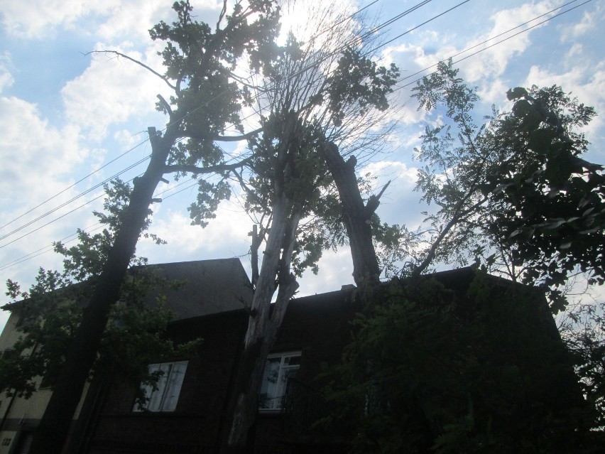 Wysokie, stare drzewa zagrażają mieszkańcom Strzemieszyc