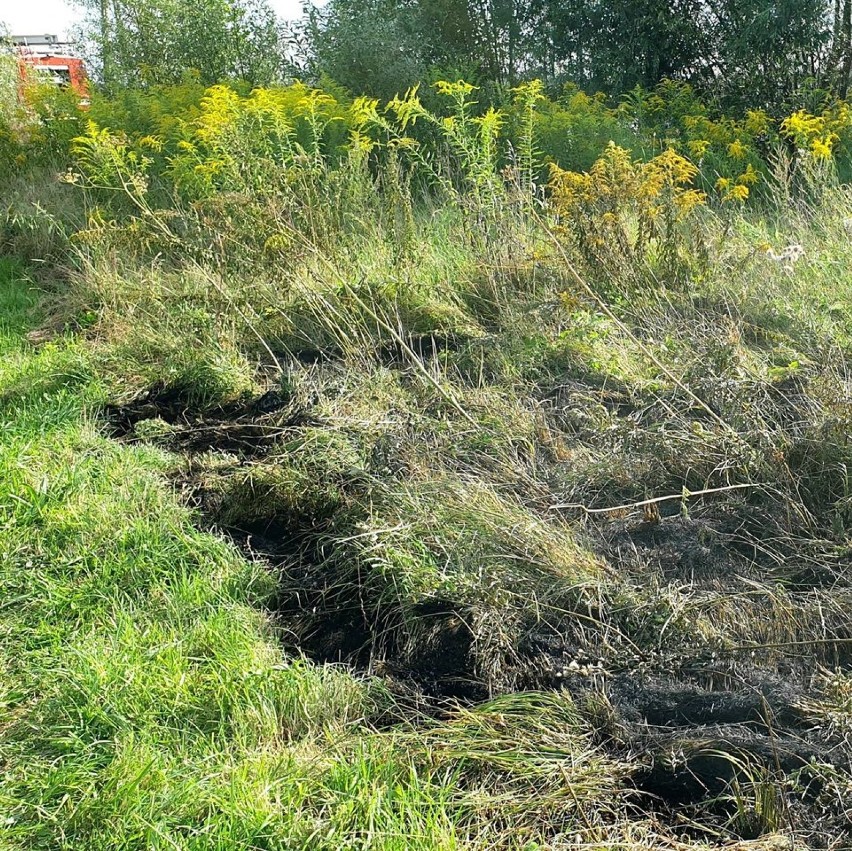 Alwernia. Silny wiatr może być także sprawcą dużego pożaru traw