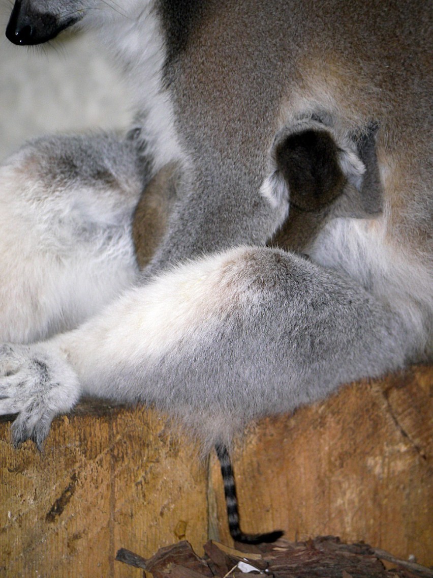 W zamojskim zoo przyszły na świat trzy lemury