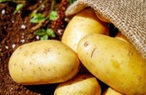 16 września kartofle w Parku Zamkowym, czyli rodzinny piknik o nazwie „Kartoflove”. Co przygotowali organizatorzy? 