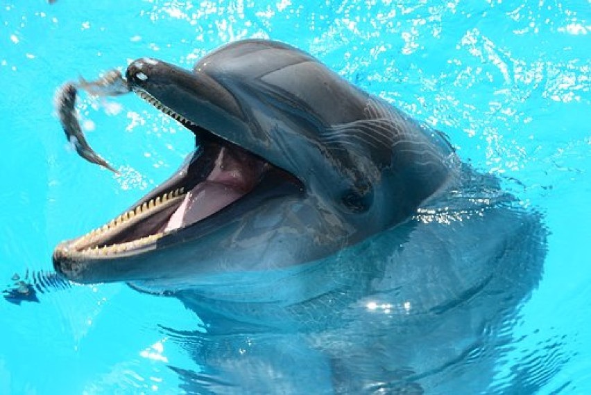 Tak. Delfiny uwielbiają być pod wpływem rybek...