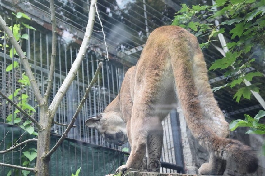Puma Nubia zostaje w chorzowskim zoo.

Zobacz kolejne...