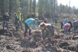 Nadleśnictwo Kolbudy zorganziowalo akcję sadzenia lasu w kilku leśnictwach [ZDJĘCIA]