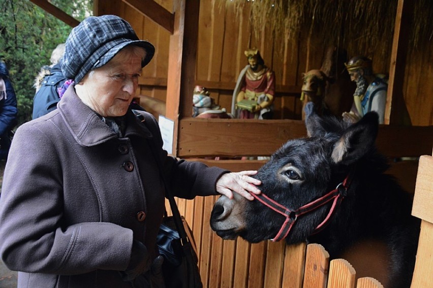 Dzieci, które odwiedzają żywą szopkę mogą również pogłaskać...