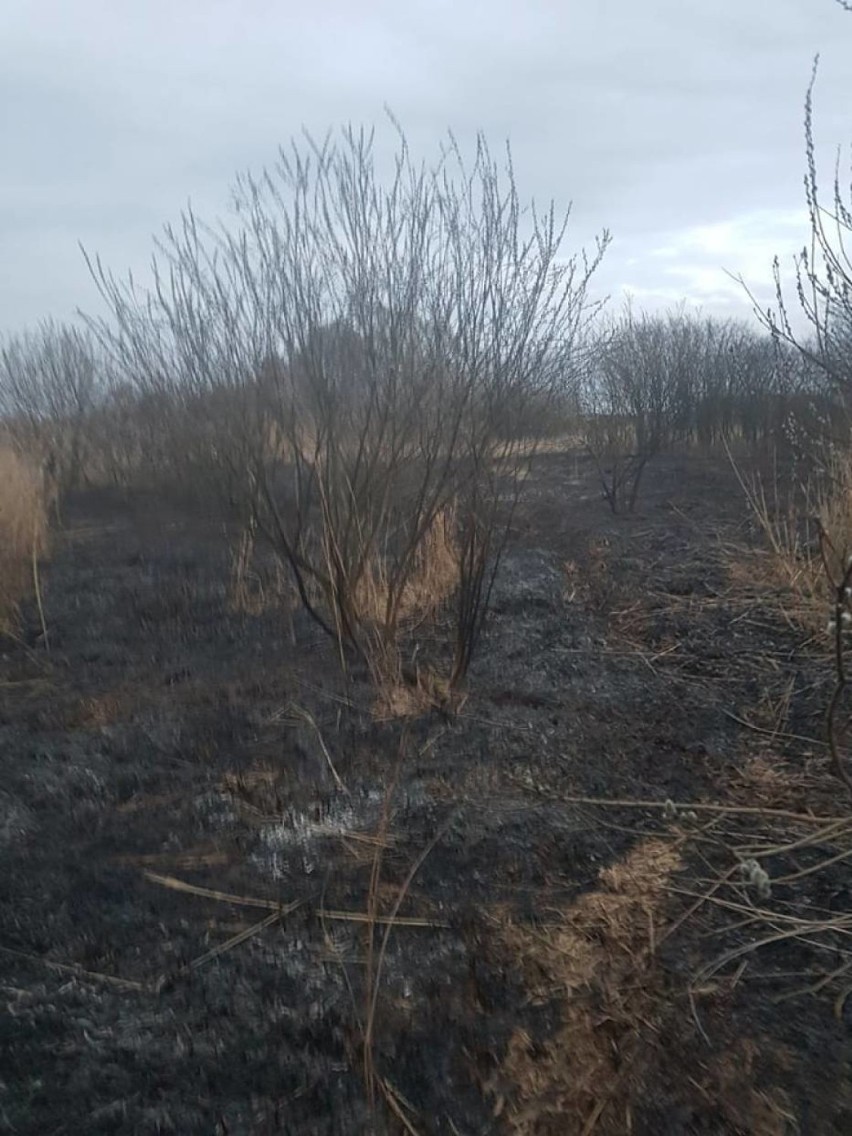 Plaga pożarów we Włocławku i powiecie włocławskim [zdjęcia, wideo]