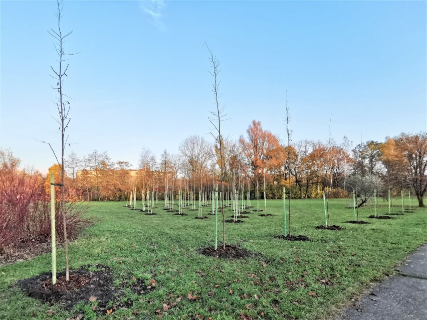 W Parku Alfred pojawiło się ponad 300 nowych sadzonek drzew...