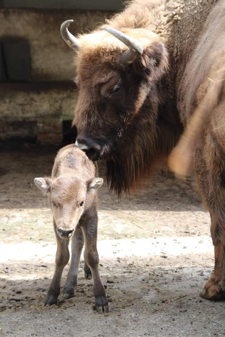 Warszawskie Zoo ma nową podopieczną. Uroczy malec ma na imię Pogralka