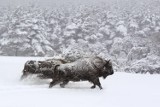 Twórcy "Makrokosmosu"  nakręcili film w Puszczy Białowieskiej. "Pory roku" trafią do kin w przyszłym roku