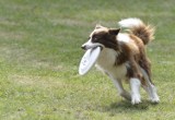 Latające Psy, czyli Dog Chow we Wrocławiu. Te psy potrafią latać! Zobaczcie zdjęcia [GALERIA]