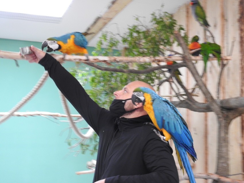 Papugarnia w Suwałkach otwarta. Kolorowe ptaki zachwycają gości [Zdjęcia]