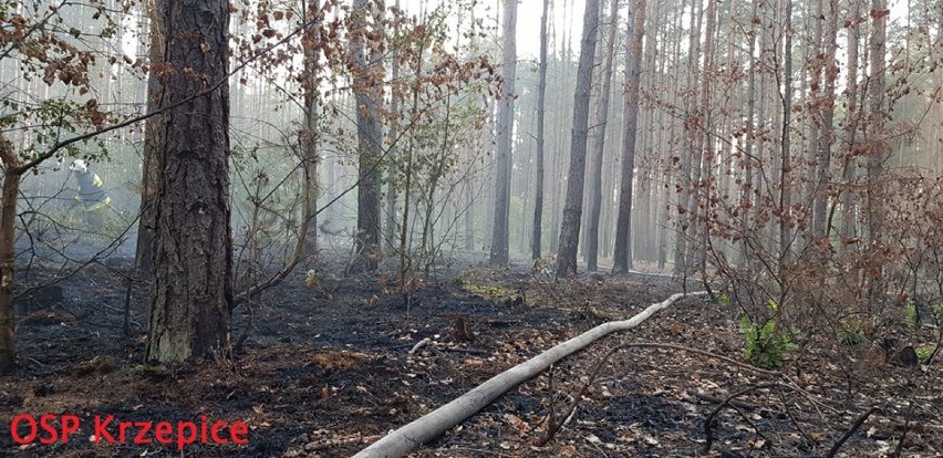 Groźny pożar lasu w Dankowicach-Piaskach FOTO  